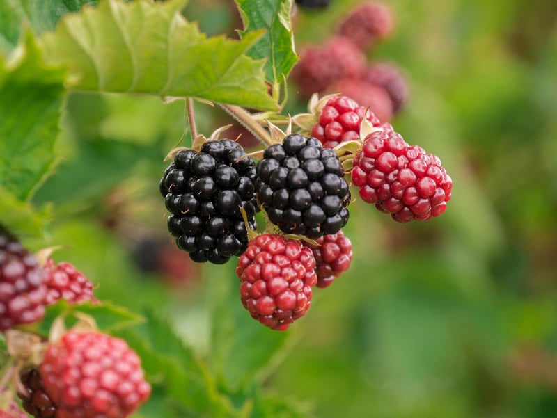 Forest Berries and Greens Salad