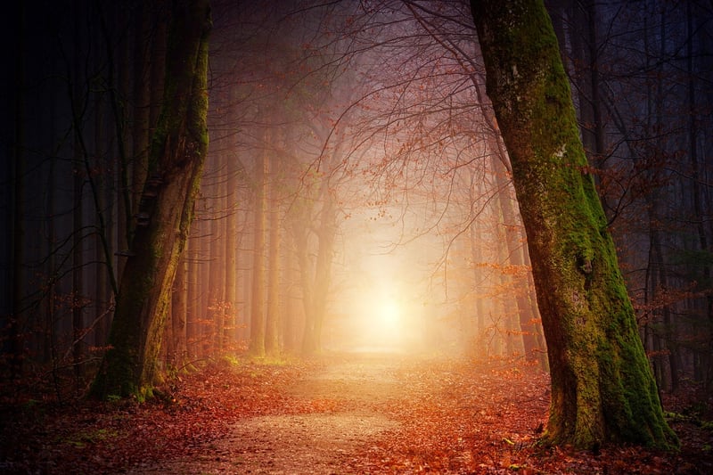 Enchanted Grove